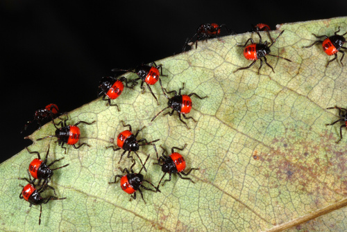 White-margined Burrowing Bug photo 5