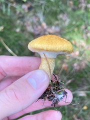 Suillus cavipes
