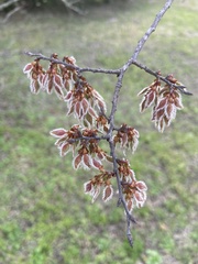 Ulmus alata