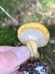 Suillus cavipes