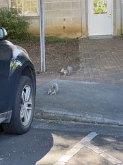 Sciurus carolinensis