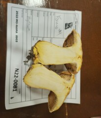 Hydnum subolympicum