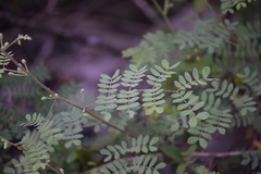 Mimosa malacophylla