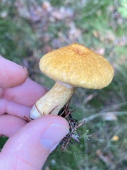 Suillus cavipes