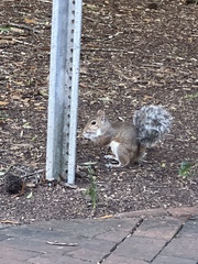 Sciurus carolinensis