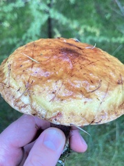 Suillus grevillei