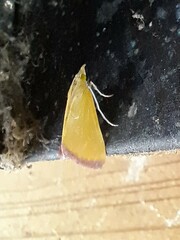 Xanthostege roseiterminalis