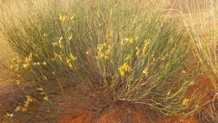 Lasiosiphon polycephalus