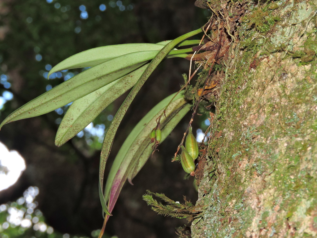 Bulbophyllum insulsoides