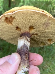 Suillus grevillei