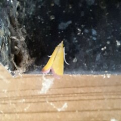 Xanthostege roseiterminalis