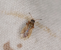 Cymus melanocephalus