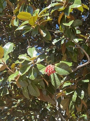 Magnolia grandiflora