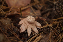 Geastrum rufescens