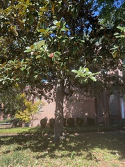 Magnolia grandiflora