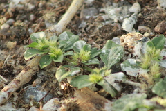 Alternanthera pungens