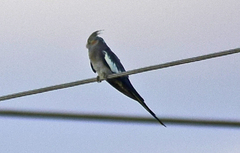 Nymphicus hollandicus