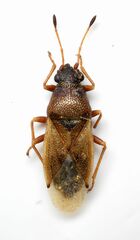 Cymus melanocephalus