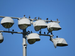 Sturnus vulgaris