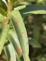 Coleosporium solidaginis