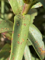 Coleosporium solidaginis