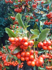 Pyracantha coccinea