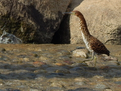 Tigrisoma fasciatum