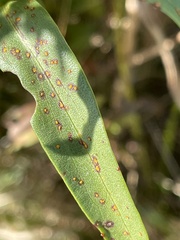 Coleosporium solidaginis