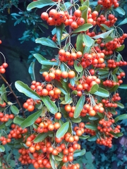 Pyracantha coccinea