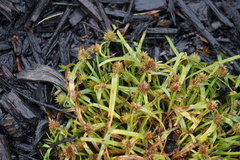 Cyperus brevifolius