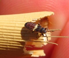 Dimorphopterus blissoides