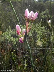 Olsynium scirpoideum