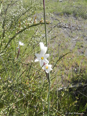 Olsynium scirpoideum