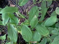 Uvularia grandiflora