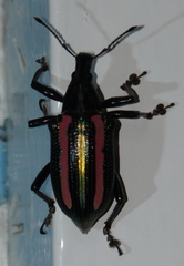 Exophthalmus similis