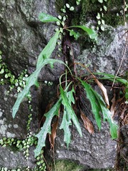 Ixeridium laevigatum