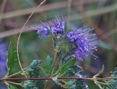 Caryopteris