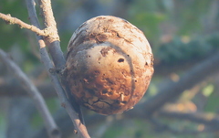 Andricus quercuscalifornicus