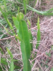 Baccharis trimera