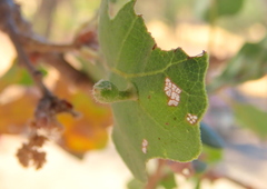 Atrusca clavuloides