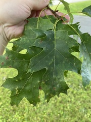 Quercus rubra