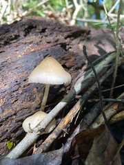 Mycena galericulata