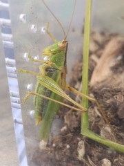 Orchelimum gladiator