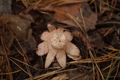 Geastrum rufescens