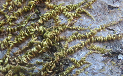 Homalothecium nuttallii