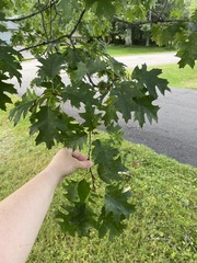 Quercus rubra
