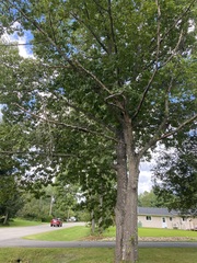 Quercus rubra