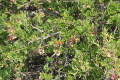 Chrysoritis chrysaor