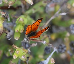 Chrysoritis chrysaor