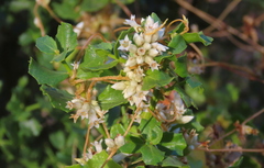 Cuscuta pacifica